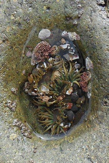 Sea Creatures Collection